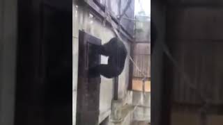 monkey trying to break out meme