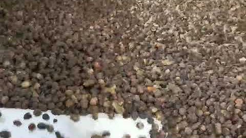 5XZ-10 process palm separate palm kernel & shell