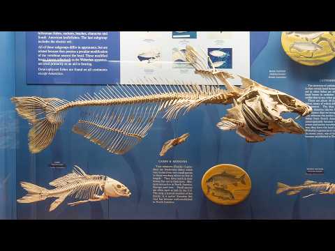 (AD) How the Blue Catfish Traveled From Missouri to the Smithsonian (Audio Described)