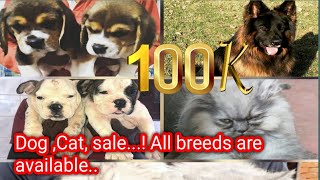 All type of Dogs, Puppies for sale in chennai. All Dogs with certificate..