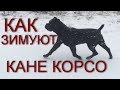 Как Кане Корсо зимуют.  #КанеКорсо зимой