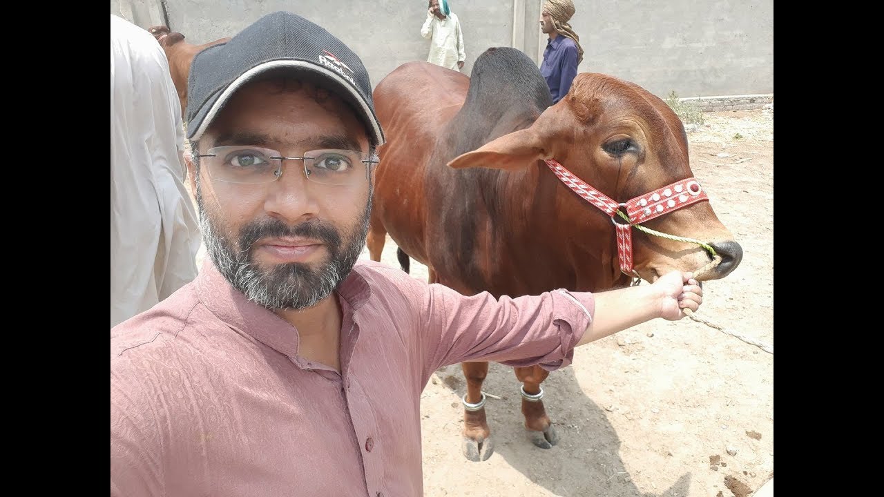 BAKRA MANDI PAKISTAN KYON 10 MINUTE KI VIDEO UPDATE NAHI KER RAHAY ? bakra mandi pakistan 2018 latest