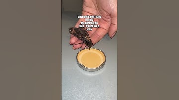 Thumbnail of Do moths bite? #moths #moth #hawkmoth #mothbite
