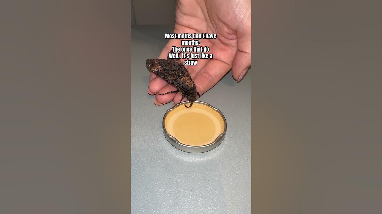 Do moths bite? #moths #moth #hawkmoth #mothbite Do moths bite? #moths #moth #hawkmoth #mothbite