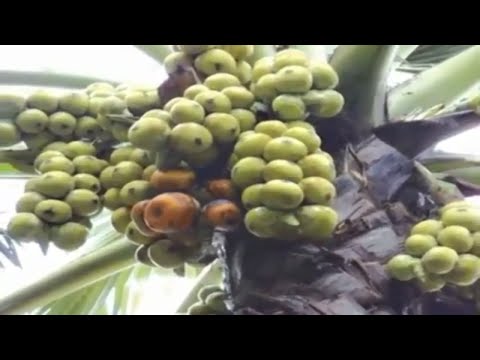 তালগাছ লাগানোর নিয়ম | Tal palm tree Plantation | green bangla entertainment