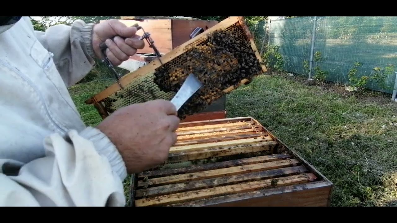 13 august. Am deschis 2 stupi mer. 