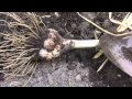 Regular Garlic and Elephant Garlic Harvest 2014 (part 1)