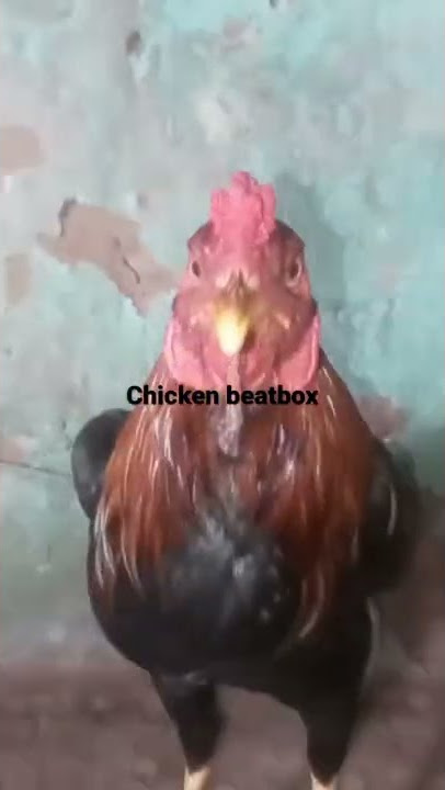 Chicken beatbox