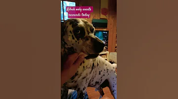 Kibuk Only Wants Rewards Today Lessons Kibuk Doglovers 