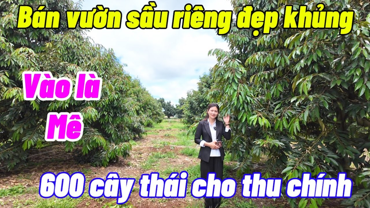 CHỦ LỚN TUỔI không làm được cần bán mảnh sầu riêng tâm huyết đang cho thu hoạch chính . Đẹp mê mẩn 