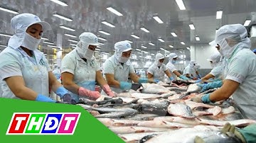 Hoạt động xuất khẩu cá tra sang Mỹ vẫn ổn định | THDT