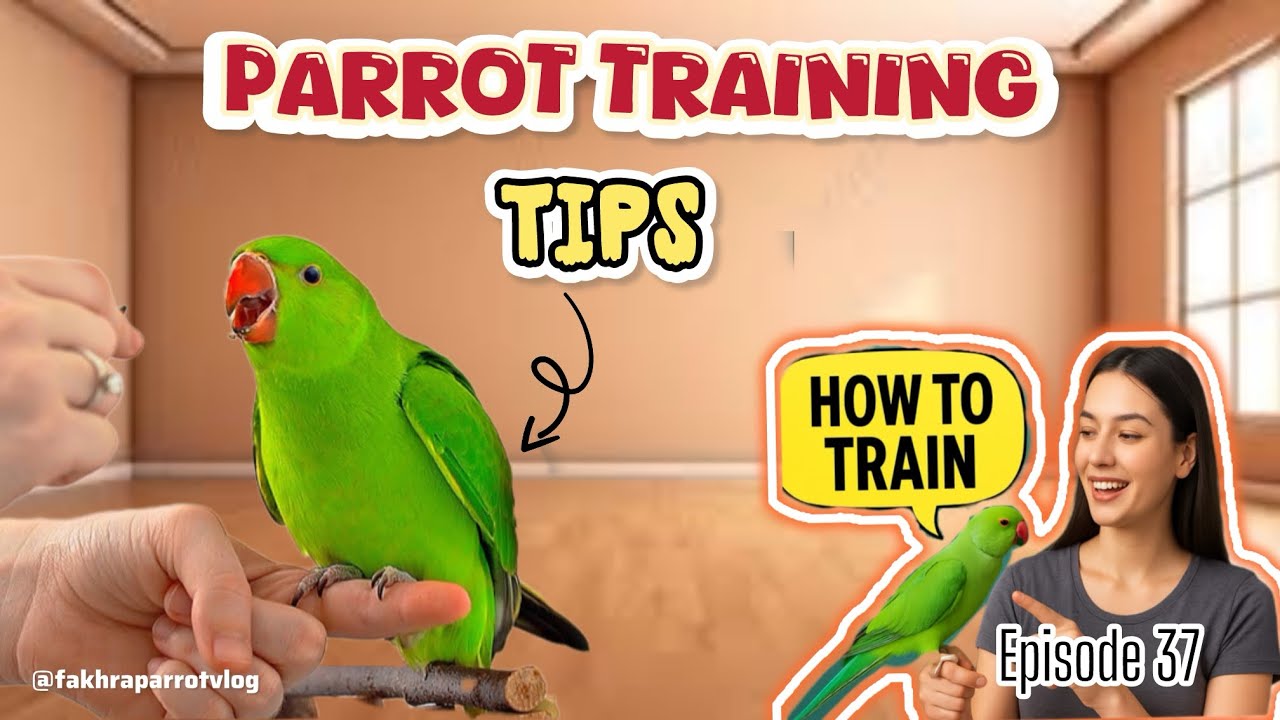 Gallery Detail: How To Train Your Parrot त त क ट र