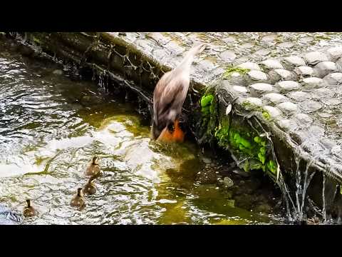 Rejected Duckling Mother Who Can T Abandon 