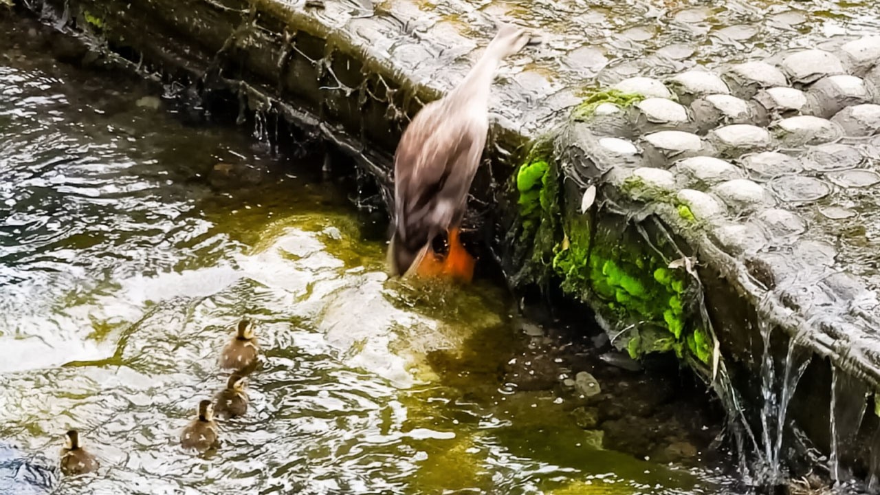 Утёнок, который отказывается🐥💦 Но мама не может бросить🦆