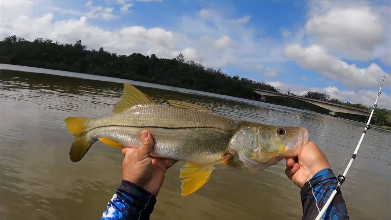 Grande Robalo Flecha no Mangue em Aracruz 