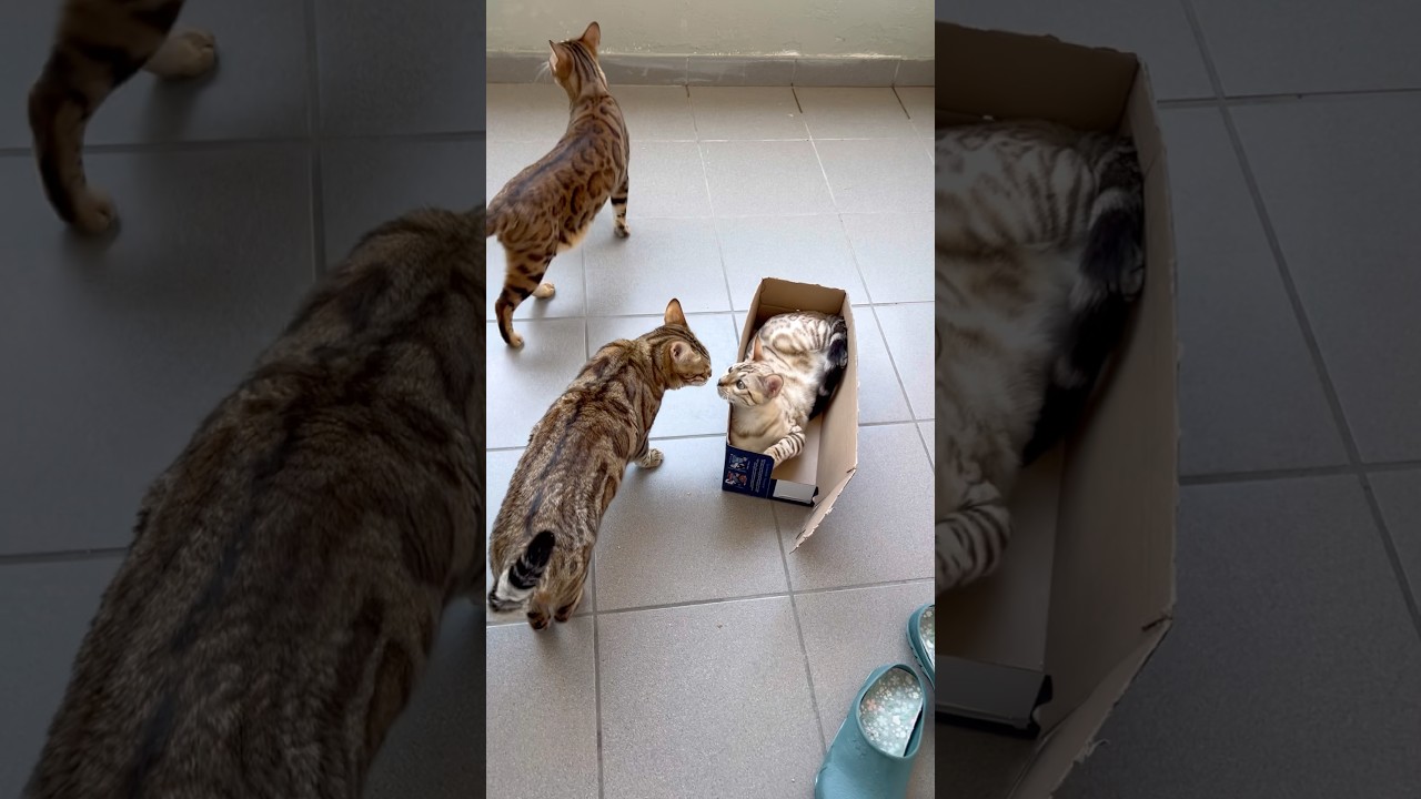 Meeting 😄😉🥰 #bengalcat #cat