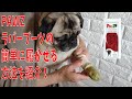 PAWZラバーブーツの簡単に履かせる方法を紹介！！超簡単＆０円で出来るのでお試しください！