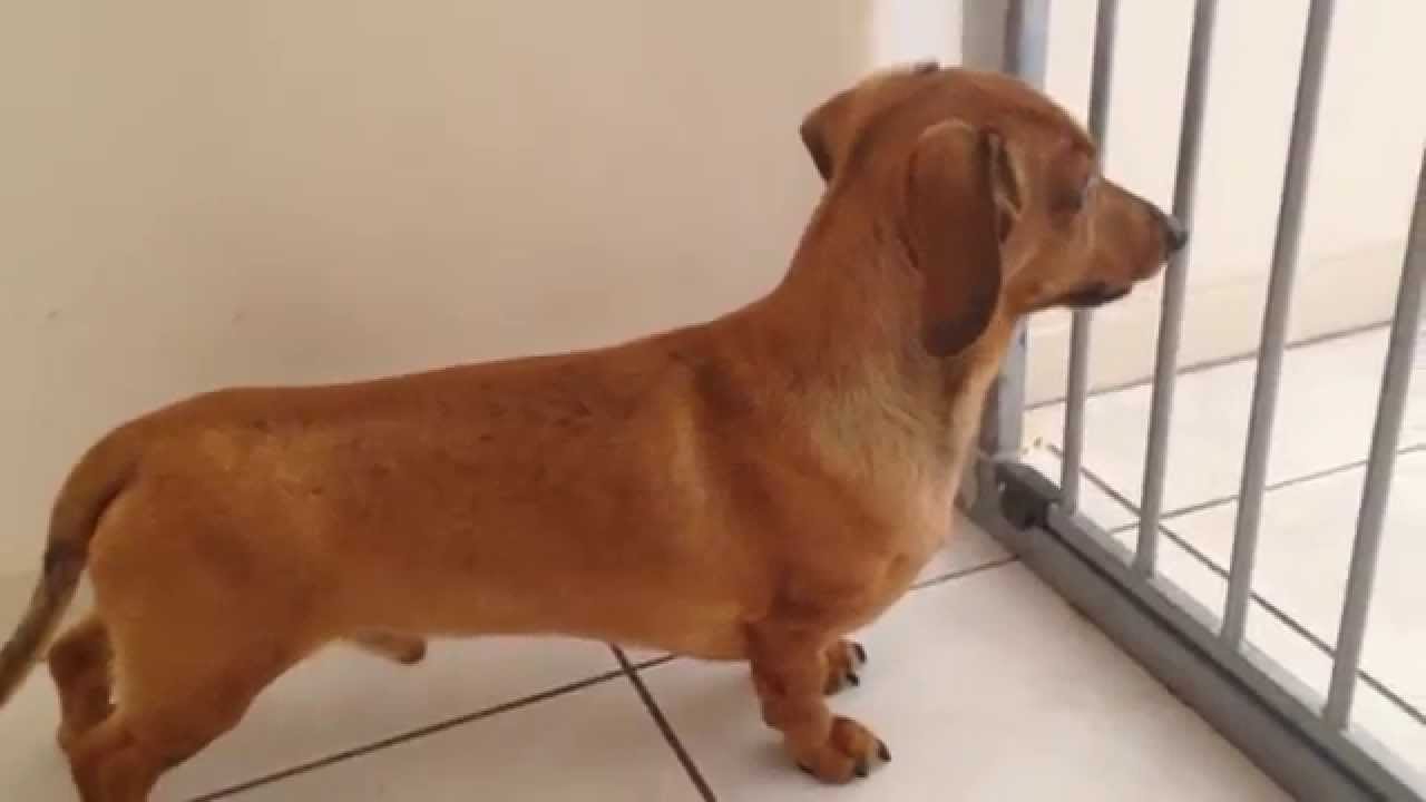 Skoloogi the miniature dachshund howling YouTube