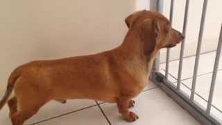 Skoloogi the miniature dachshund howling