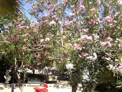 Plant with Pink Flowers 003 (pianta con fiori rosa)
