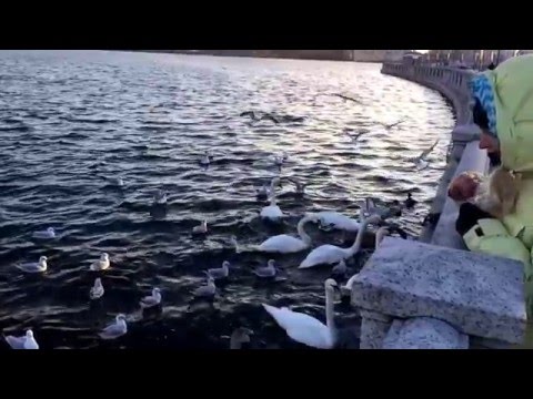 Как кричат чайки?