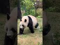 上野動物園　パンダ　④