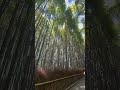 kyoto bamboo tree, kyoto travel, bamboo grove, arashiyama, kyoto attractions, bamboo forest tour,.