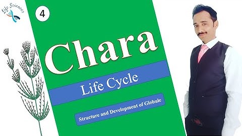 structure and development of globule in chara