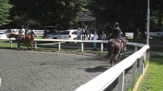 Funniest and Longest Horse Fart  Funny