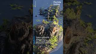 Florida man dragged under by gator while taking photo of fish he caught Florida man dragged under by gator while taking photo of fish he caught