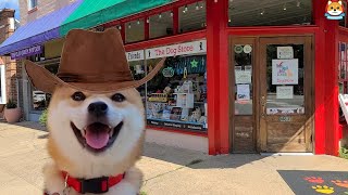 I Took My Shiba Inu to Country Stores
