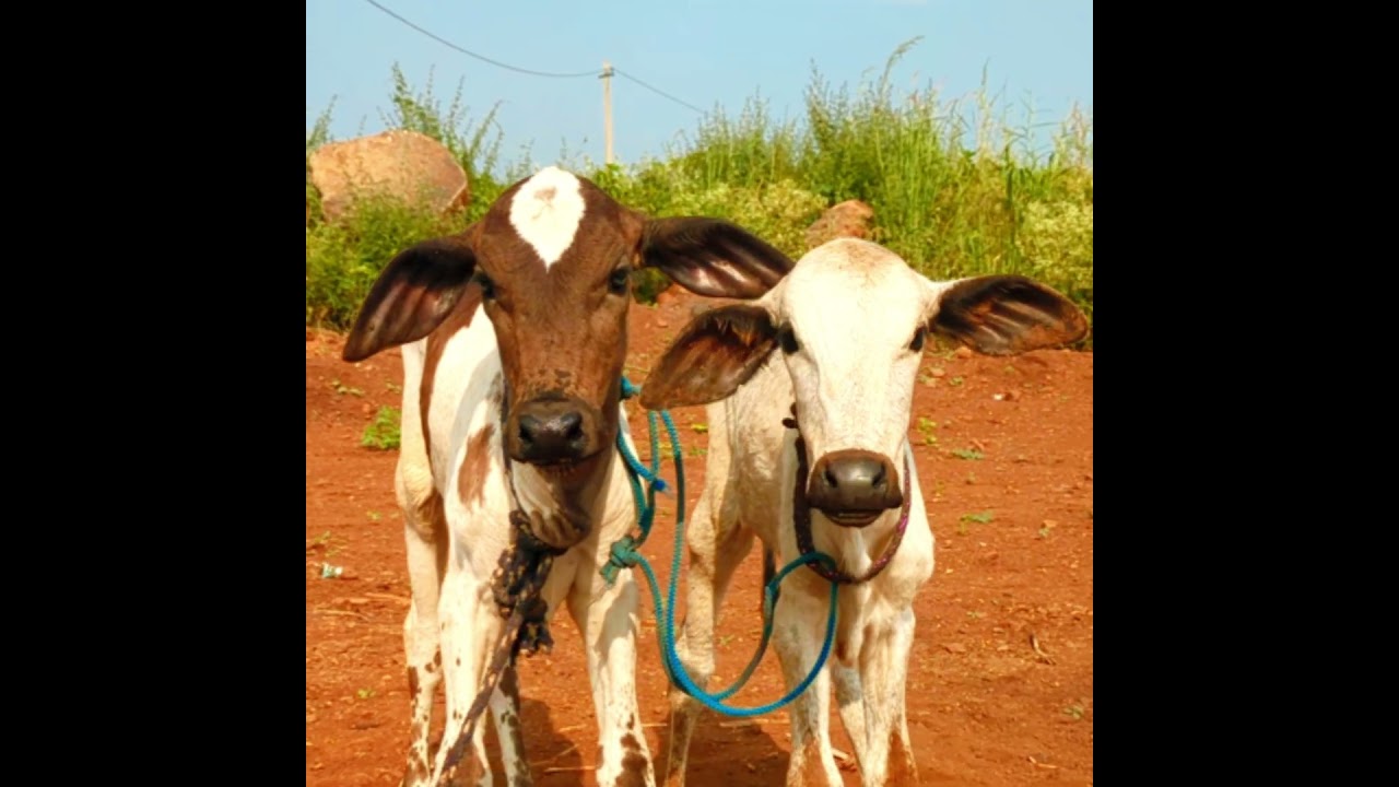 Two Calves in Danger of Becoming Vealโผ๏ธHelp Pool 16k to Save Them ๐๐