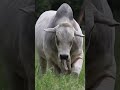 ⭕ Grey Brahman Cattle ✅ Biggest Bulls And Cow