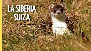 El Gran Cañón Suizo: Vida Salvaje en el Jura | Episodio Completo