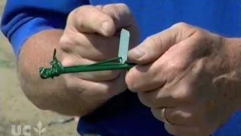 Setting a Macabee gopher trap