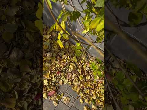 Осень в Тбилиси🍂 #грузия #тбилиси #georgia #tbilisi #осень #осень2024 #путешествия #миронов #сад