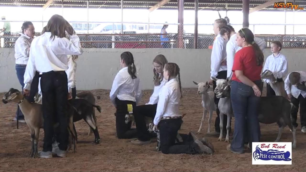 2023 Chaves County Fair Dairy Goat Show YouTube