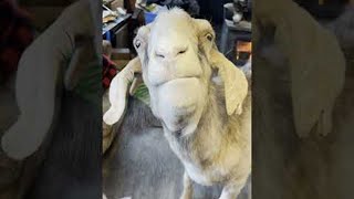Goat Feasts on Flour || ViralHog