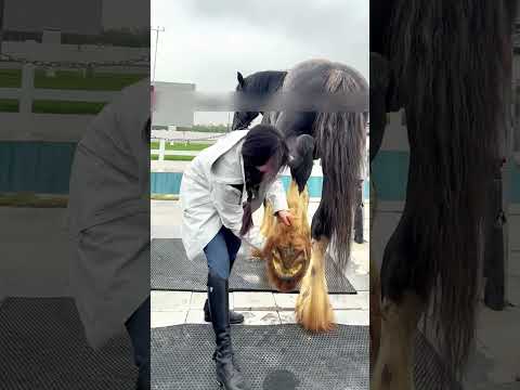 Показали лошадь ОЛИГАРХА за 50 МИЛЛИОНОВ🐎💰👑