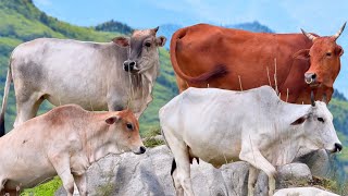 Kumpulan Sapi lembu berjalan menuju sawah ladang yang hijau, suara sapi lucu