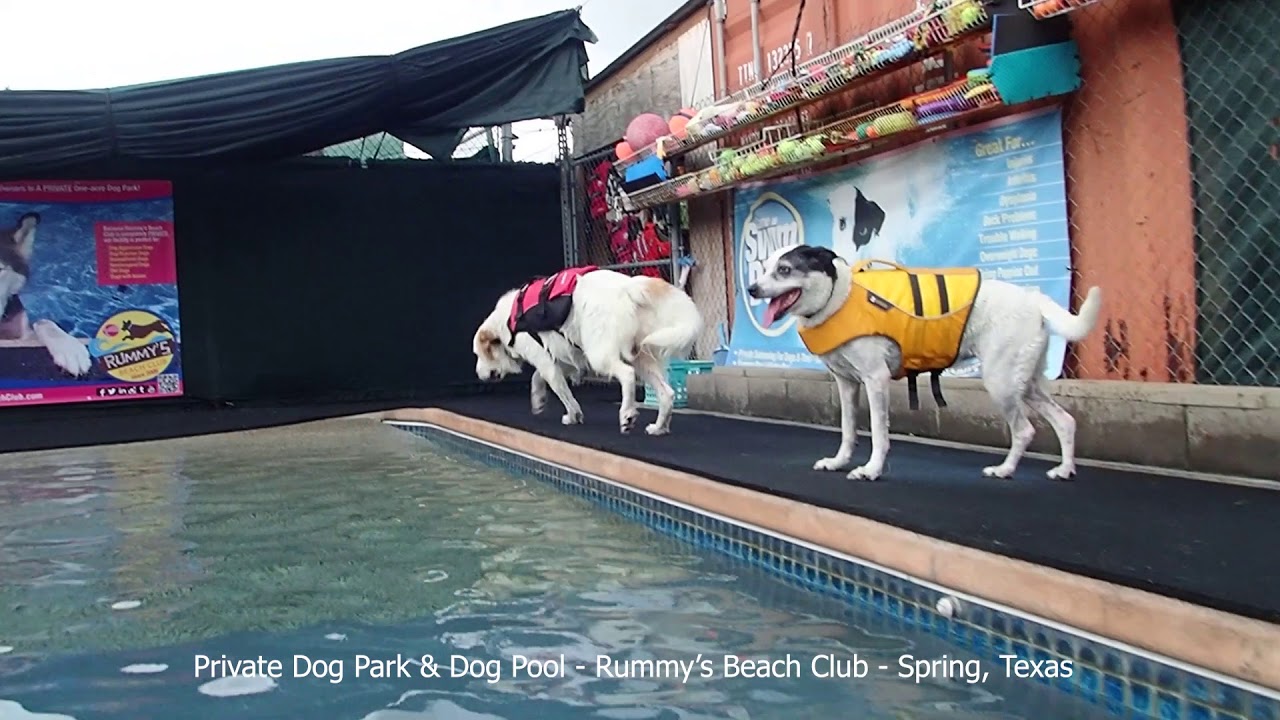 Coco's new sister Grace is a Great Pyrenees Saint Bernard mix now swimming and jumping in the pool
