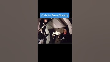 Cats in Zero Gravity in 1947