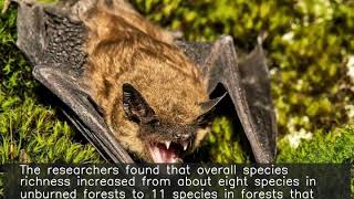Bats may be benefitting from wildfires: Study