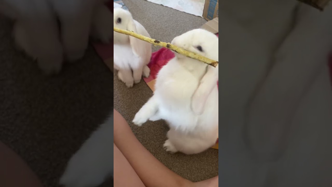 yummy bark eating time