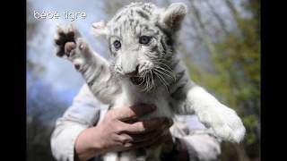 Top 10 Des Bébés Animaux Les Plus Mignons Du Monde