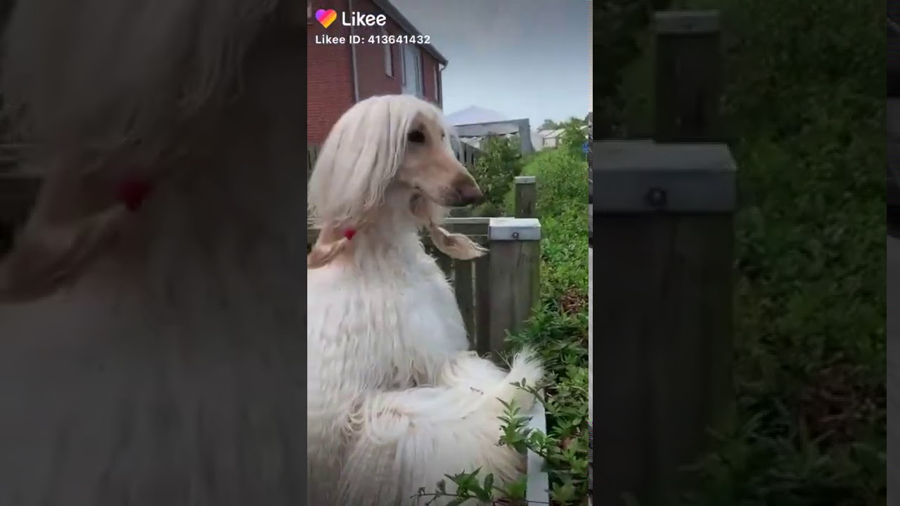 Биардид или бородатый колли