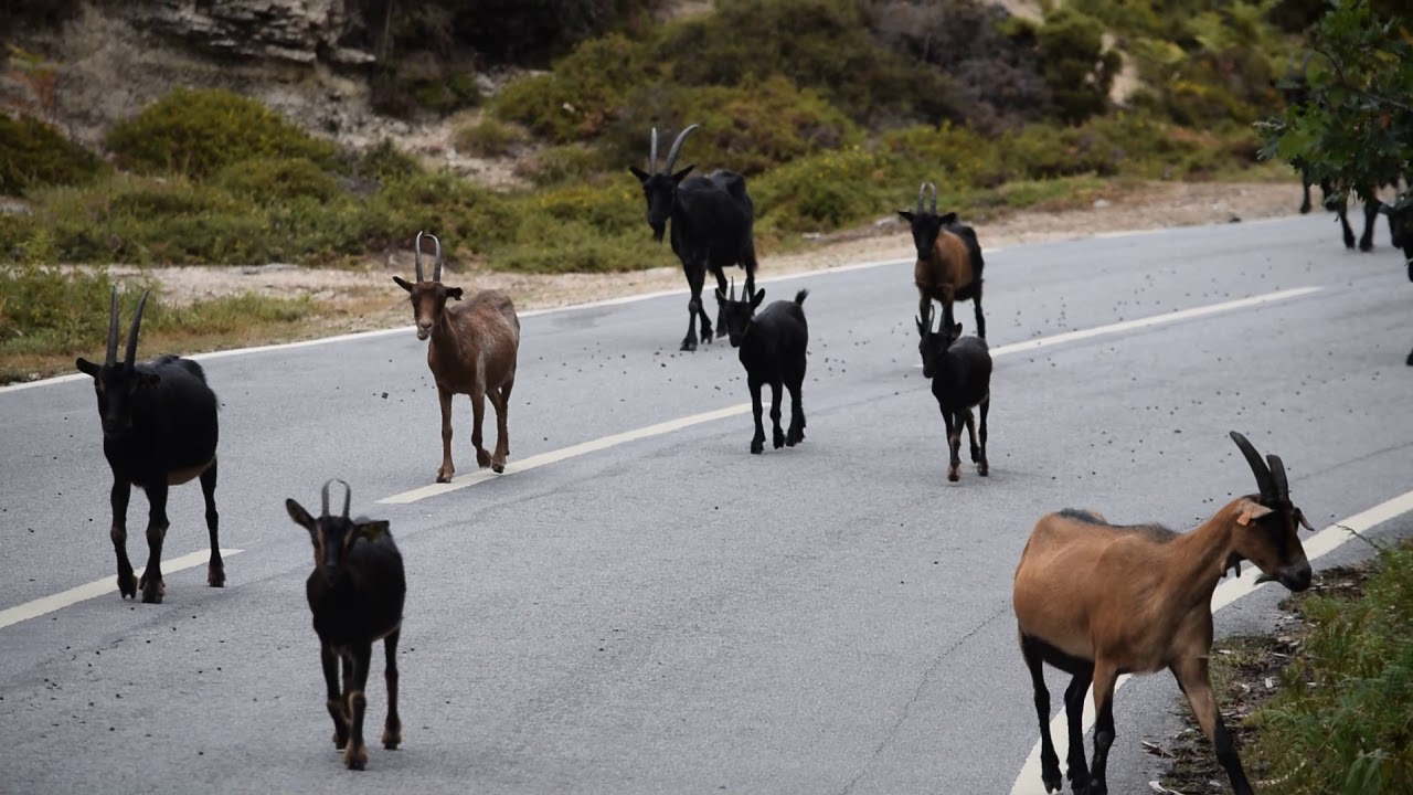 Cabra Bravia - Serra do Gerês