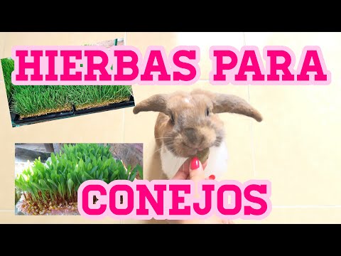 FORRAJE VERDE PARA CONEJOS