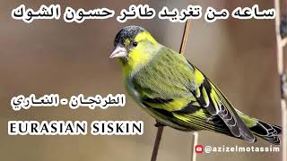 ساعه من تغريد طائر حسون الشوك - الطرنجان - النعاري- Eurasian siskin خالي من الأخطاء