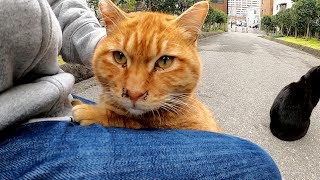 雨上がりの公園に行ったら、茶トラ猫が膝に登ってきた